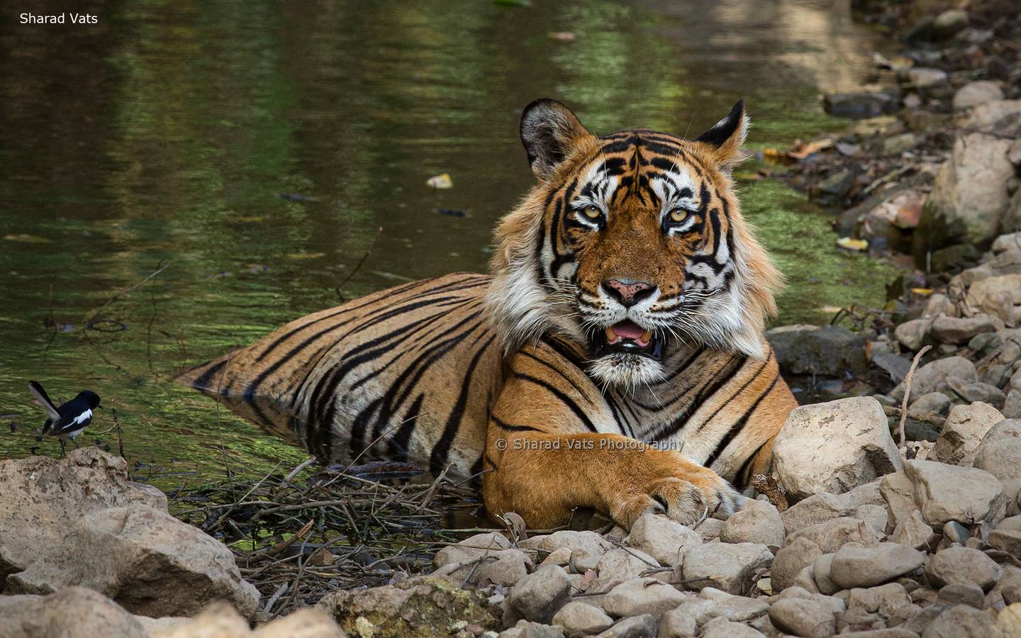 ranthambore 